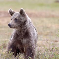 Brown bear standing in a grassy field